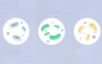 How your gut bacteria turn food into signals your body can use
