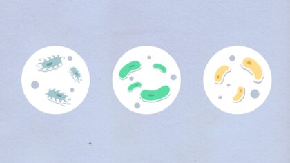 How your gut bacteria turn food into signals your body can use