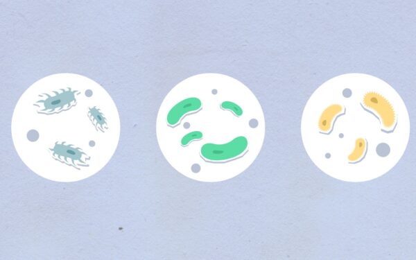 How your gut bacteria turn food into signals your body can use