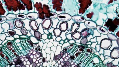 How your immune system remembers past infections like a biological notebook