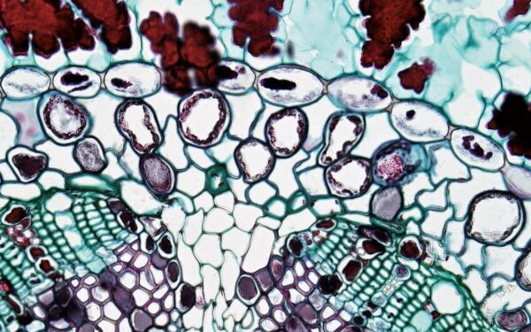 How your immune system remembers past infections like a biological notebook