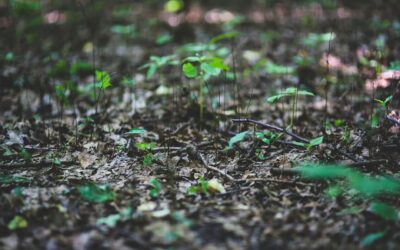 How bacteria recycle the planet: a simple guide to nature’s tiny decomposers