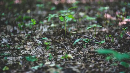 How bacteria recycle the planet: a simple guide to nature’s tiny decomposers