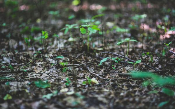 How bacteria recycle the planet: a simple guide to nature’s tiny decomposers