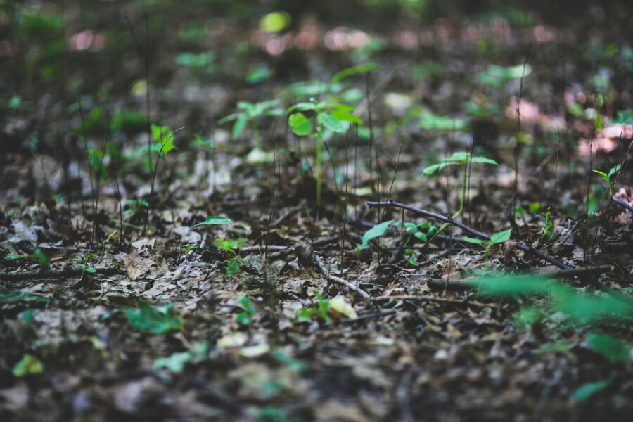 Forest floor leaf