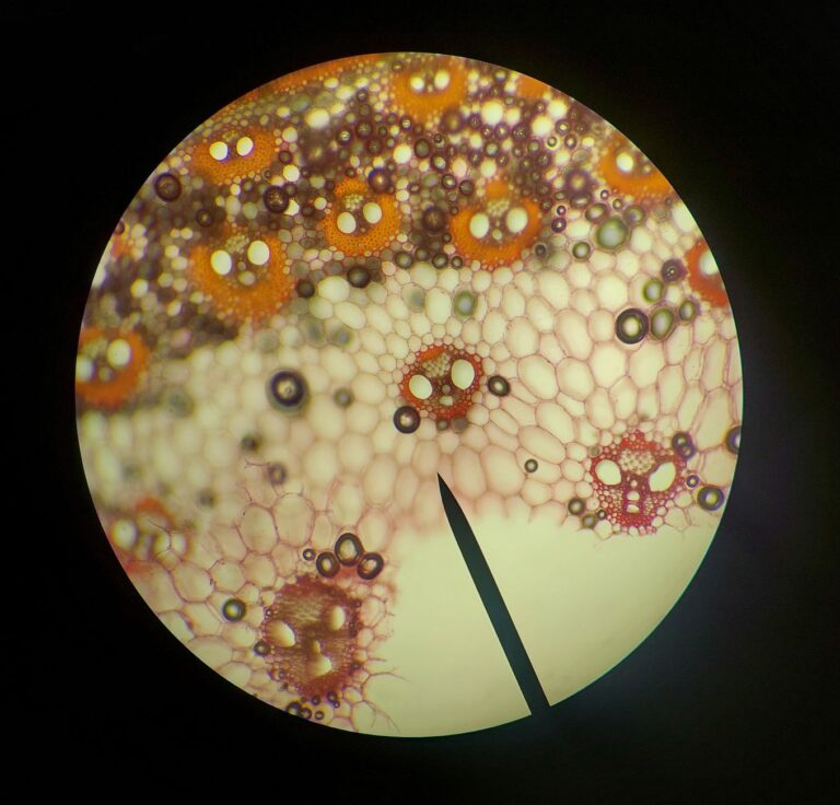 Microscope view plant