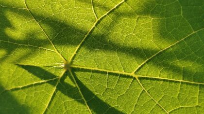How photosynthesis powers your life: a simple guide to the plant engine behind food and air
