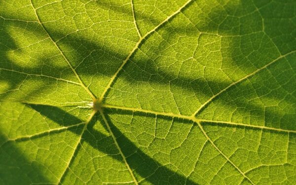 How photosynthesis powers your life: a simple guide to the plant engine behind food and air