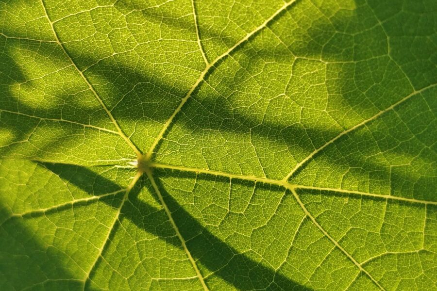 Green leaf close