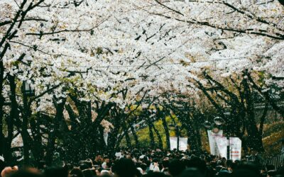 How pollen travels through the air and into your nose: a simple guide to seasonal allergies