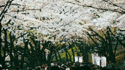 How pollen travels through the air and into your nose: a simple guide to seasonal allergies