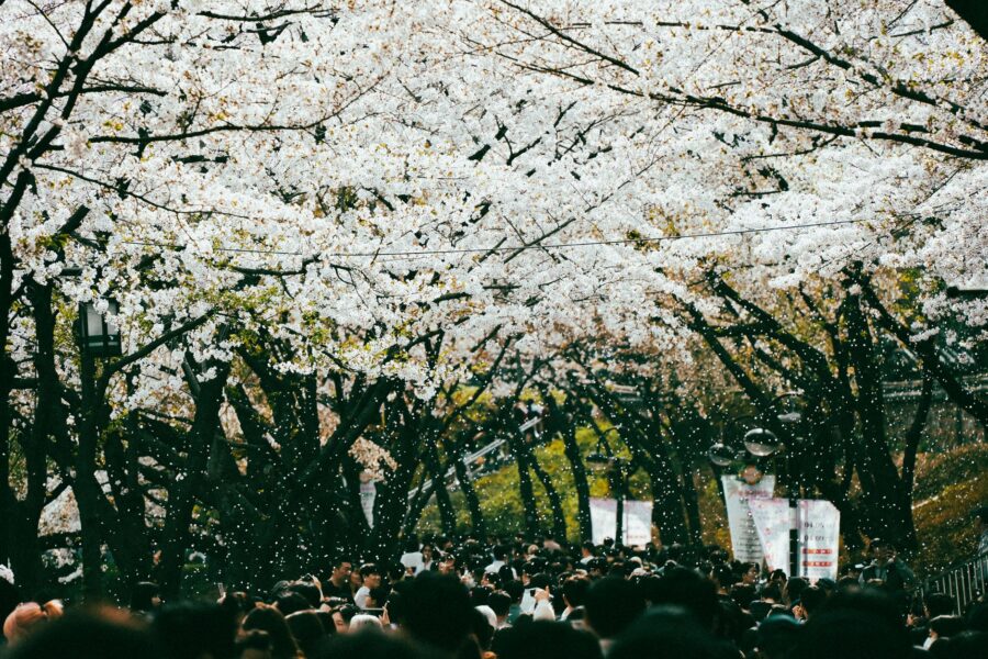 Spring tree pollen