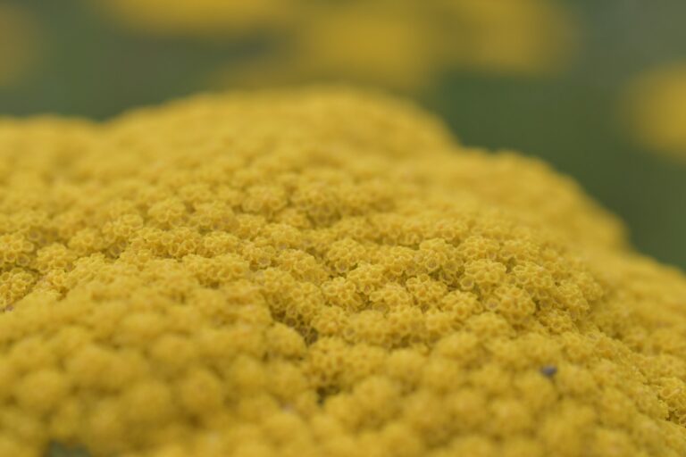 Microscope pollen grains
