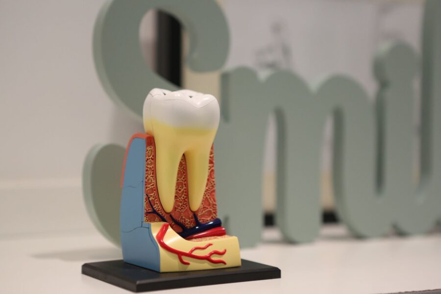 Macro tooth model