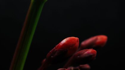 How taste buds sense flavor: a simple guide to what happens on your tongue