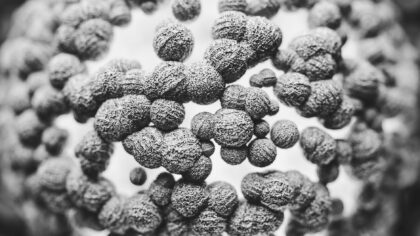 How white blood cells patrol your body: a simple guide to your cellular defenders