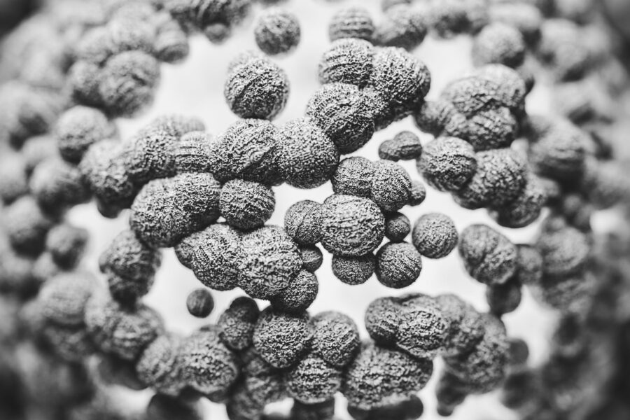 White blood cells