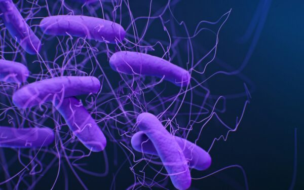 How your gut microbes digest your food: a simple guide to the microbiome in action