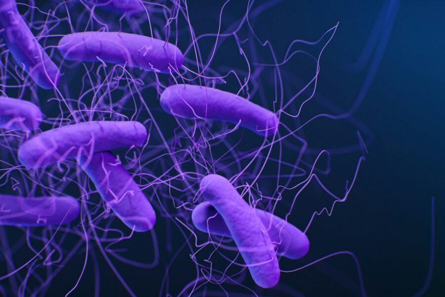 Gut microbiome intestines